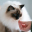 SkinChew for Cats